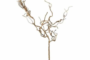 Branche de noisetier Sia