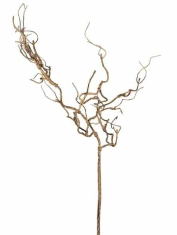 Branche de noisetier Sia