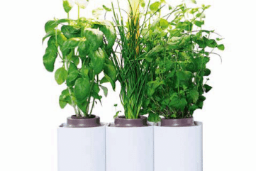 Lilo - prêt à pousser