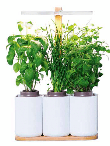 Lilo - prêt à pousser