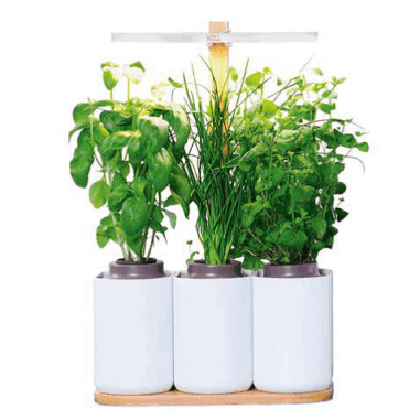 Lilo - prêt à pousser