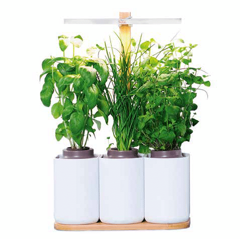 Lilo - prêt à pousser