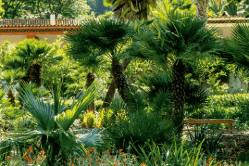Jardin Emmanuel Lopez - Île de Porquerolles