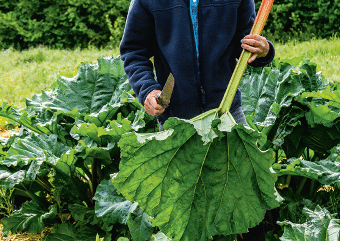 Belle et bonne la rhubarbe