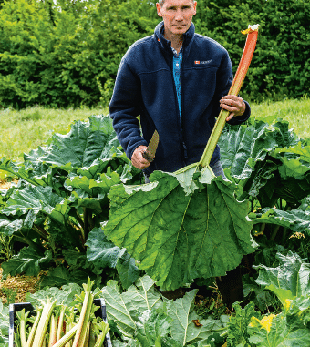 Belle et bonne la rhubarbe