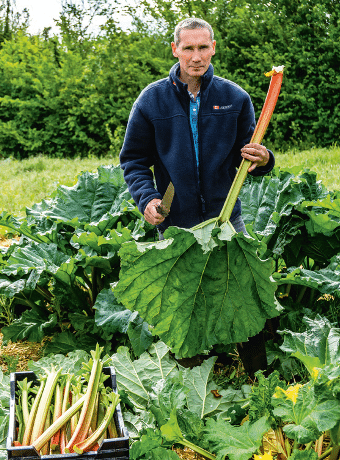 Belle et bonne la rhubarbe