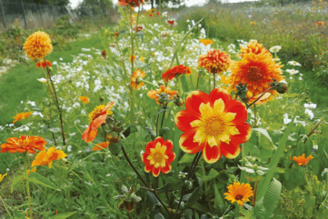 Dahlias, alliés des jardiniers