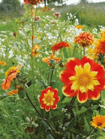 Dahlias, alliés des jardiniers