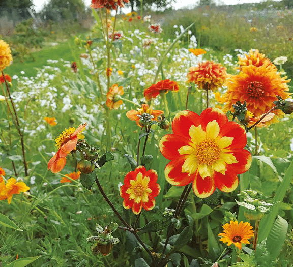 Dahlias, alliés des jardiniers