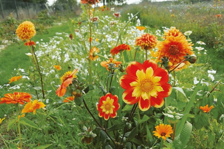 Dahlias, alliés des jardiniers