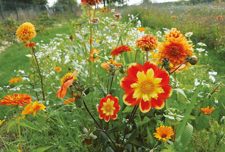 Dahlias, alliés des jardiniers