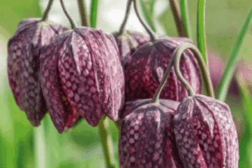 Plantes désherbantes