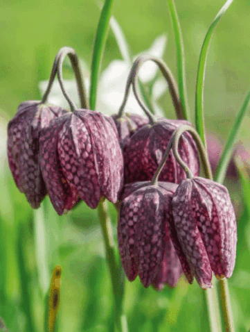 Plantes désherbantes