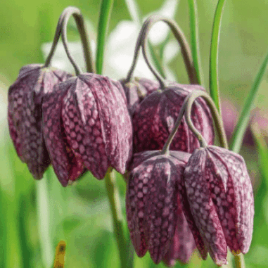 Plantes désherbantes