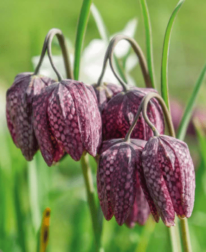 Plantes désherbantes