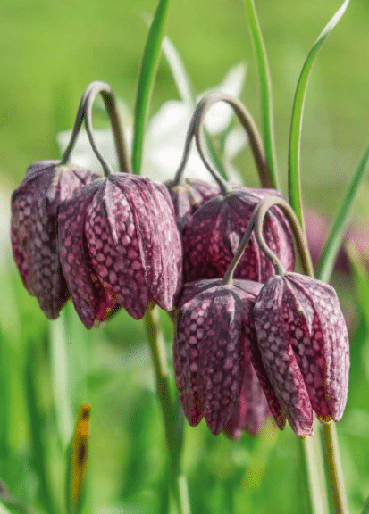 Plantes désherbantes