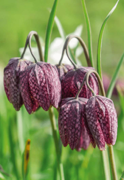 Plantes désherbantes