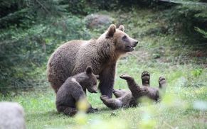 Parc Animalier des Pyrénées, activité à faire pour les enfants pendant les vacances