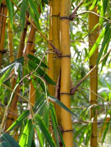 bambou plantes anti vis-à-vis