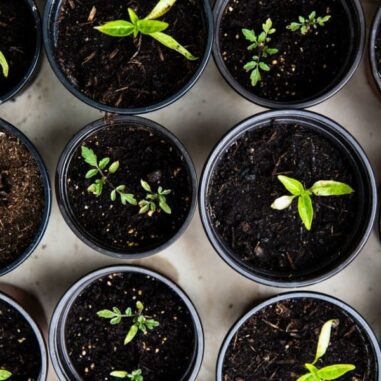 semis à faire en avril au jardin