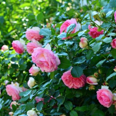 rosier