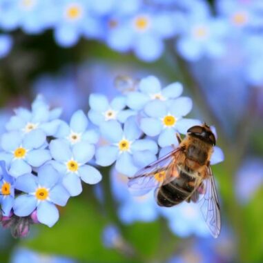 abeilles fleurs
