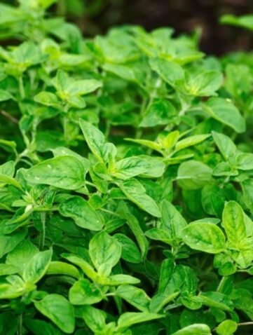 idées jardin aromates