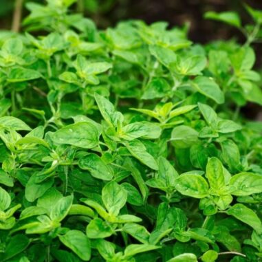 idées jardin aromates