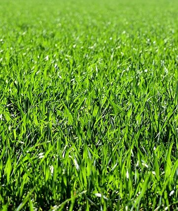 gazon
