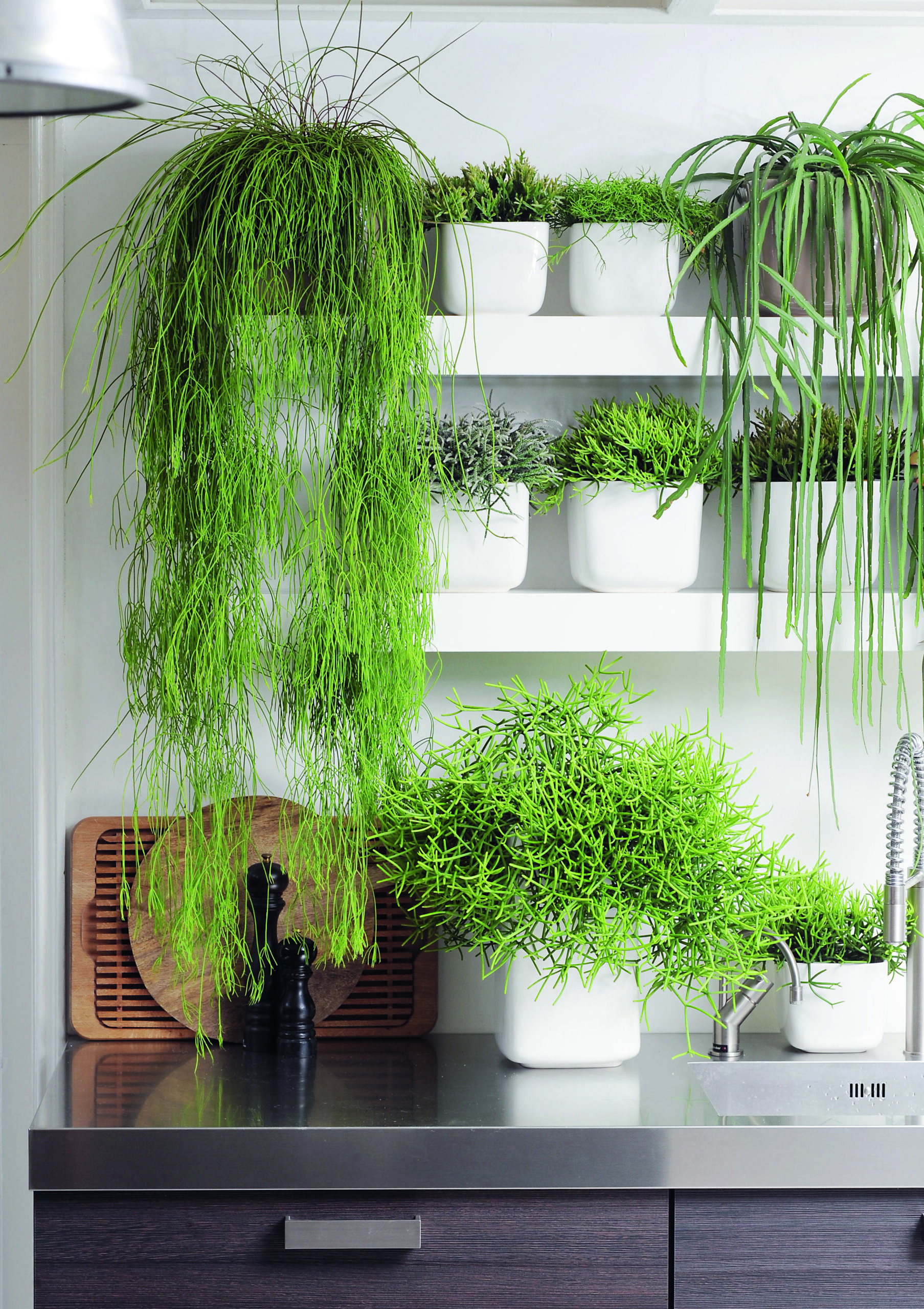 étagère avec plantes retombantes en pots dans une cuisine moderne
