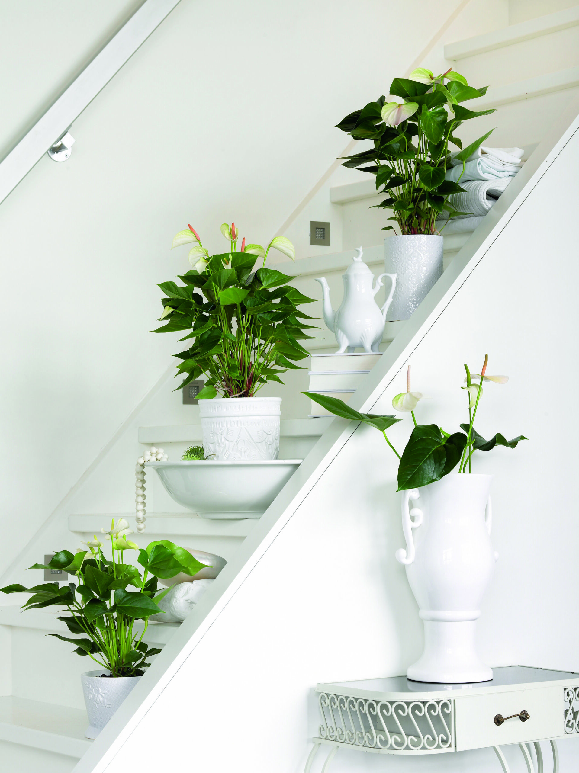 plantes en pots disposées sur un escalier intérieur décoration végétale
