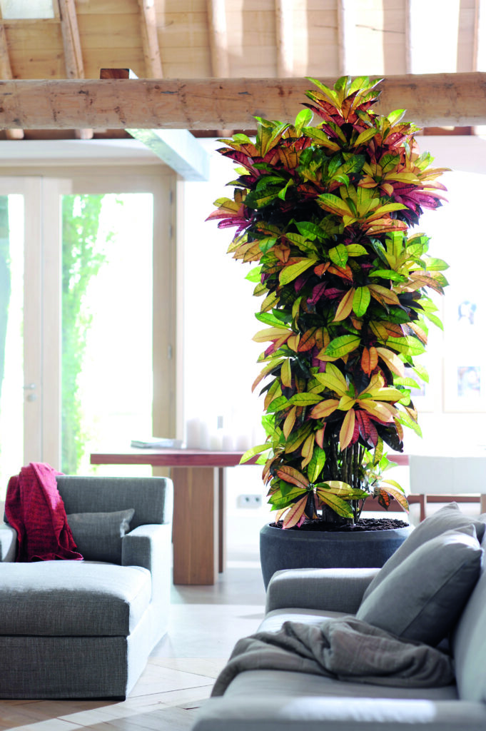 grande plante décorative en intérieur dans un salon lumineux