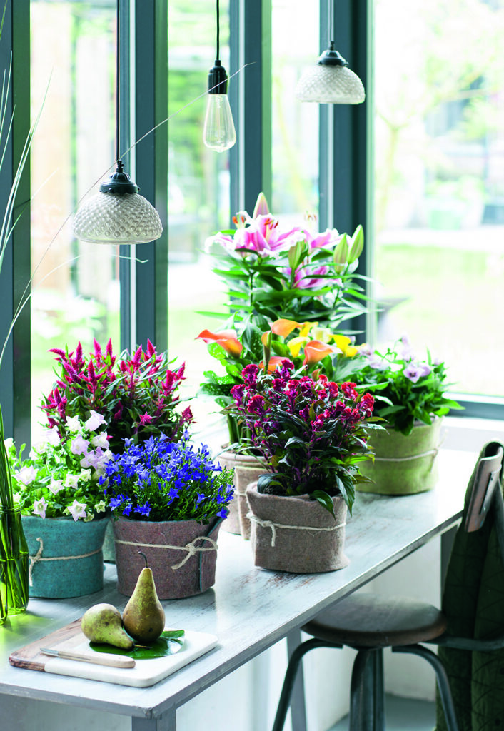 plantes en pots sur table près d’une fenêtre dans une décoration intérieure lumineuse