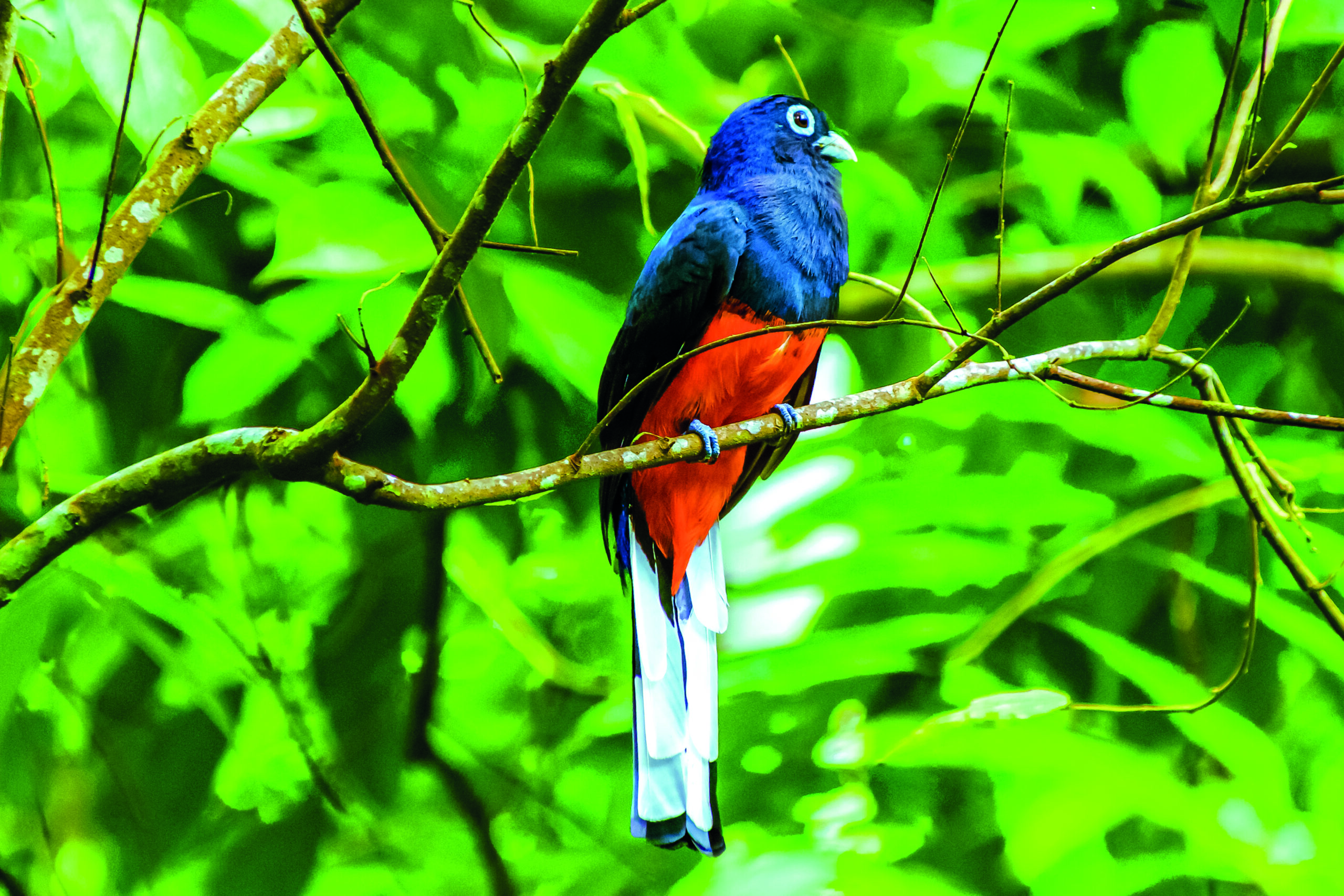 oiseau tropical colore perche dans la vegetation au Costa Rica