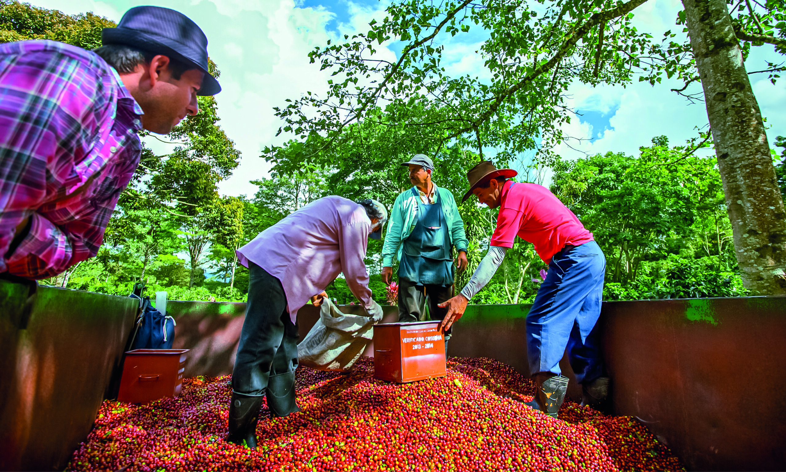 recolte de cerises de cafe dans une plantation au Costa Rica