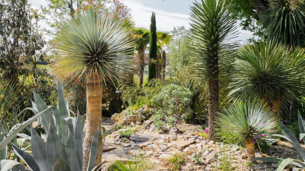Jardin exotique du Château Pape Clément avec agaves et yuccas