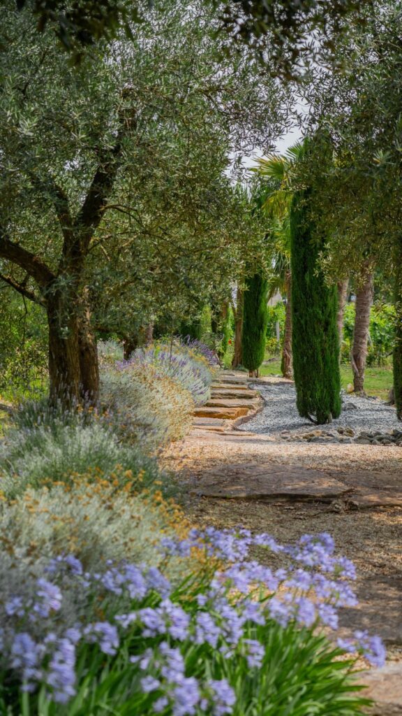 Allée d'oliviers et de cyprès bordée de lavande au Château Pape Clément